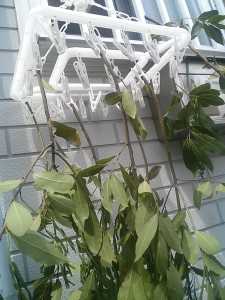 月桂樹をつるしてある写真